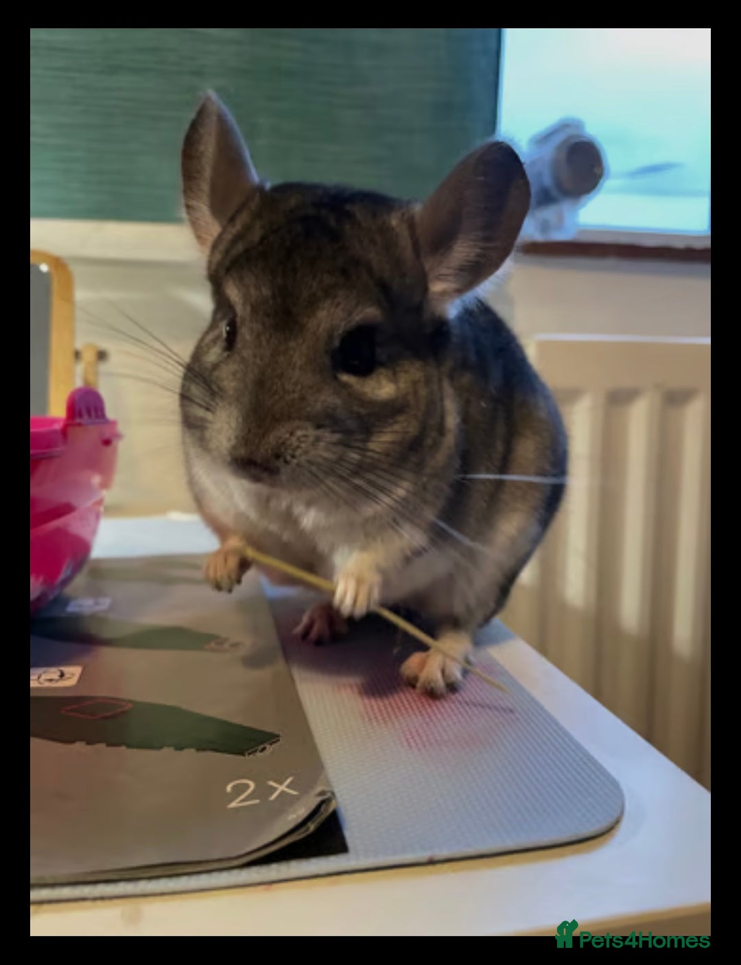Chinchilla rodents for sale: Chinchilla’s for sale - Image 4