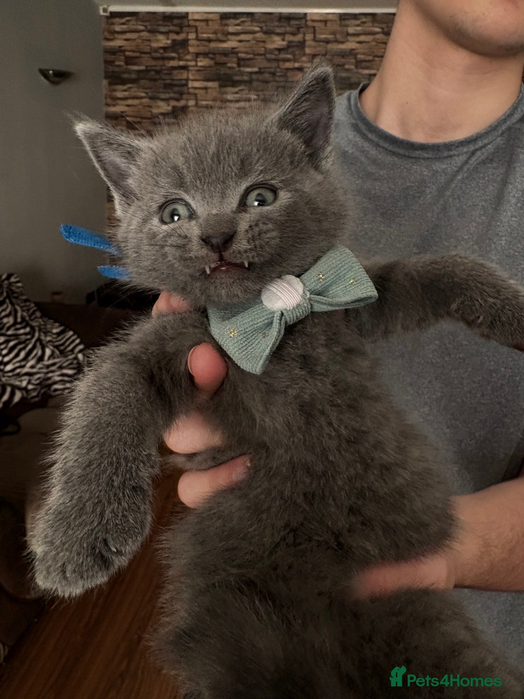 British Shorthair cats for sale: British Shorthair kittens  - Advert 4