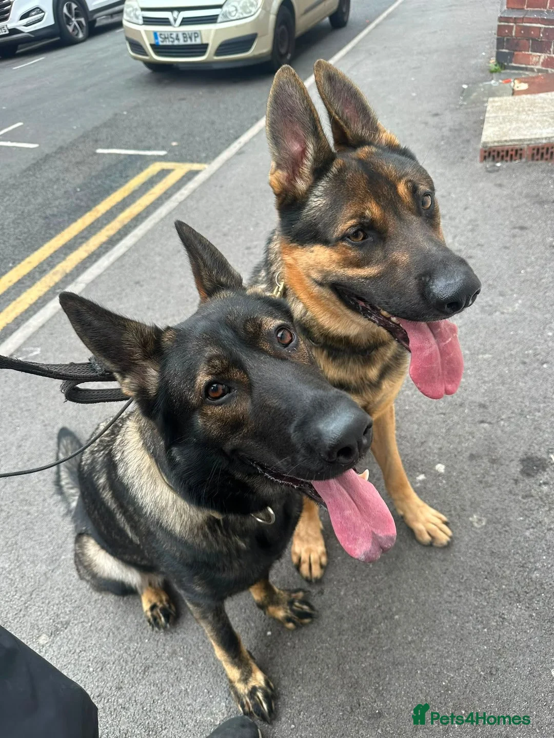 German Shepherd dogs for sale: German shepherd  - Advert 1