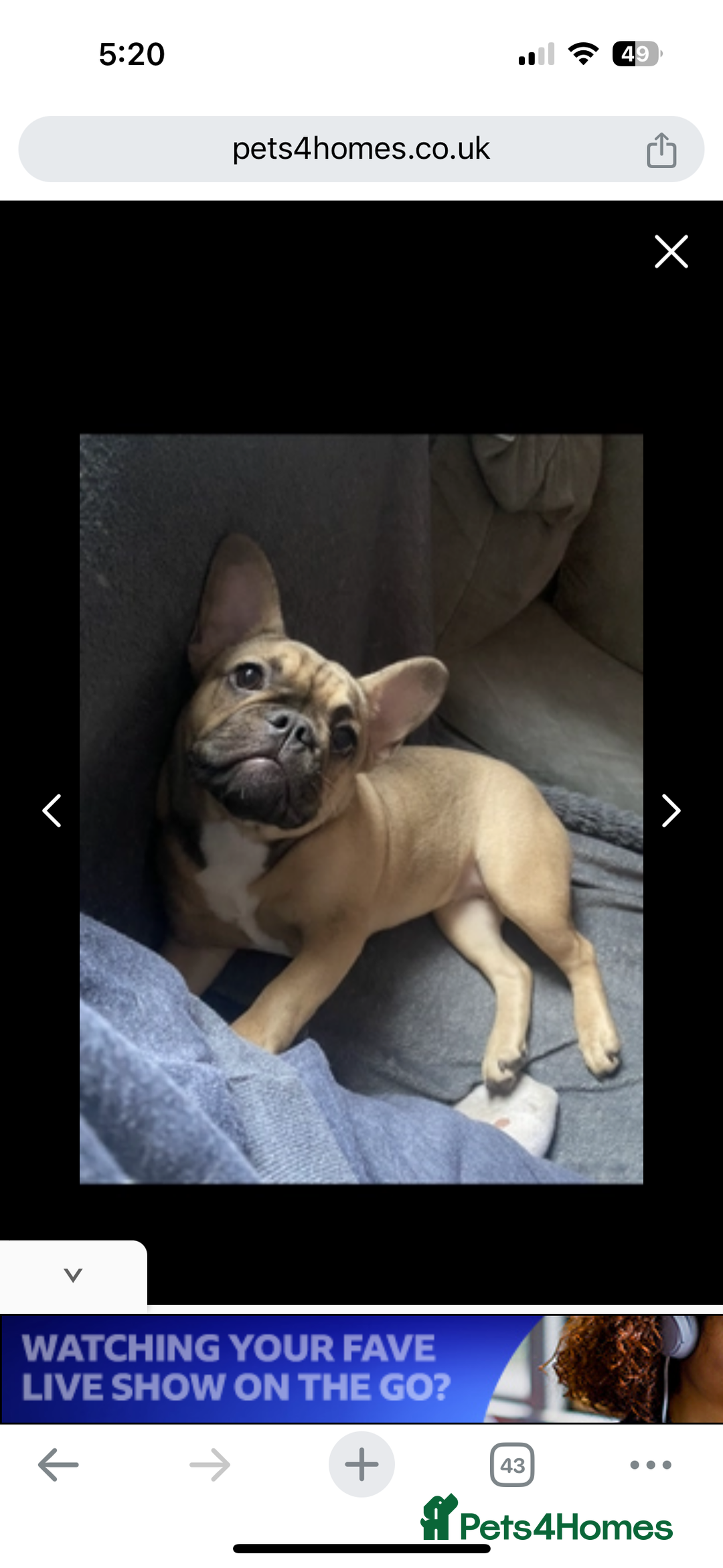 French Bulldog dogs for sale: French bulldog  - Advert 3