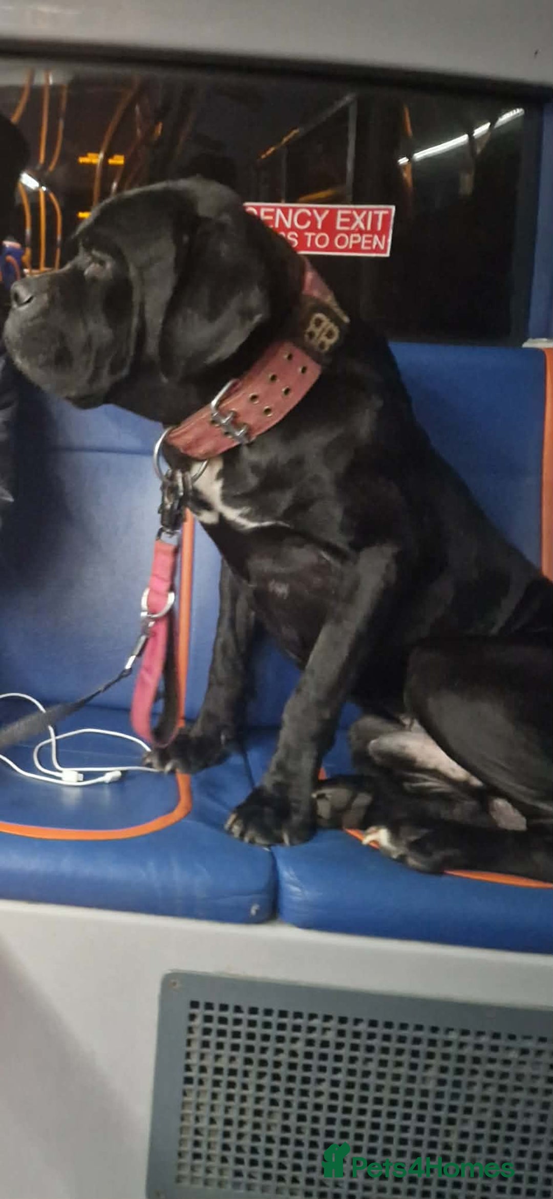 Mixed Breed dogs for sale: Cane corso hybrid - Advert 17