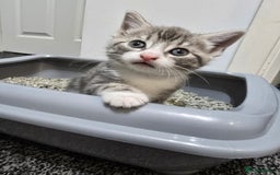 British Shorthair cats for sale: 🐱Four  Sisters Looking for Their Forever Homes!  - Image 3