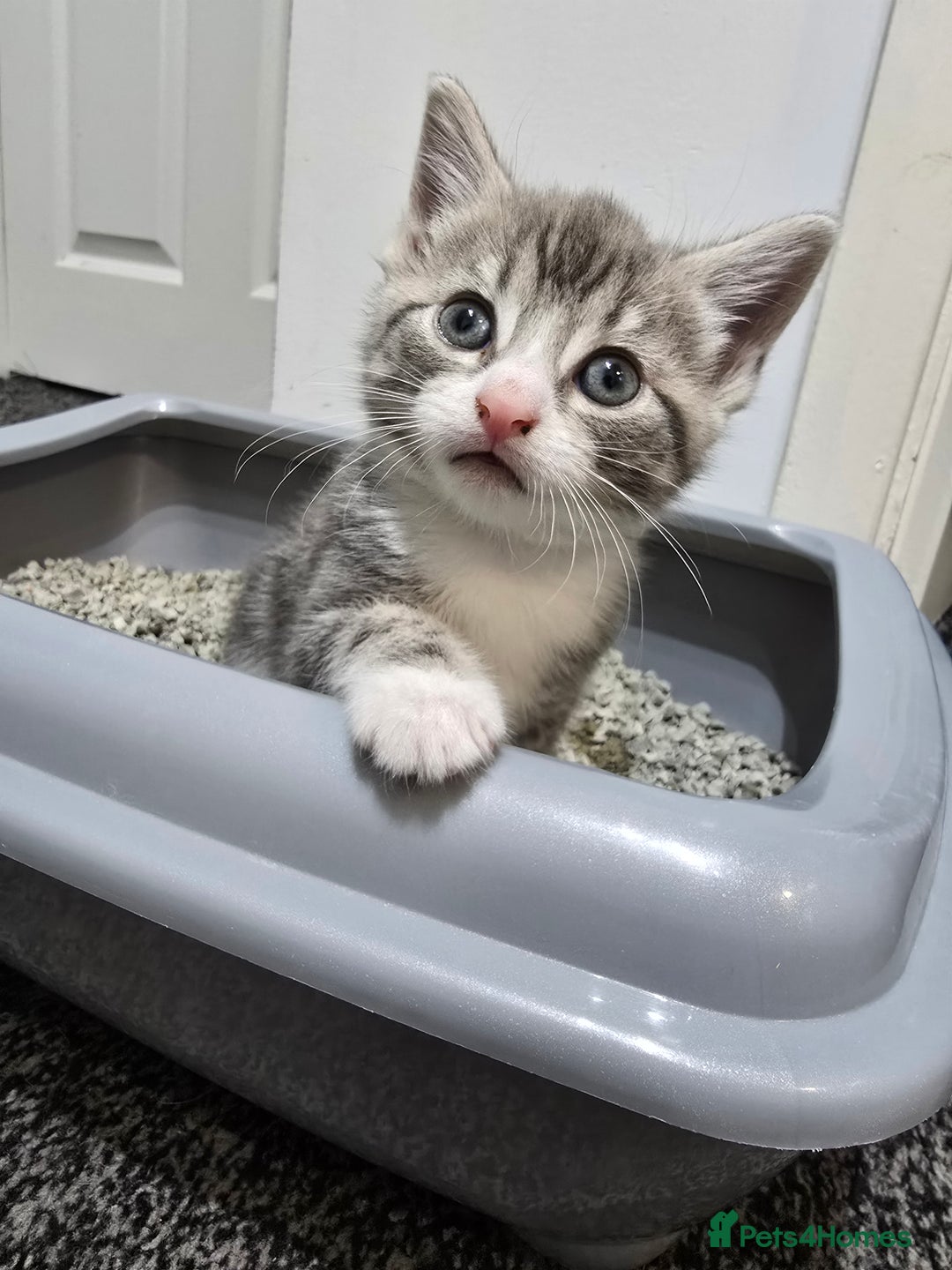 British Shorthair cats for sale: 🐱Four  Sisters Looking for Their Forever Homes!  - Image 3
