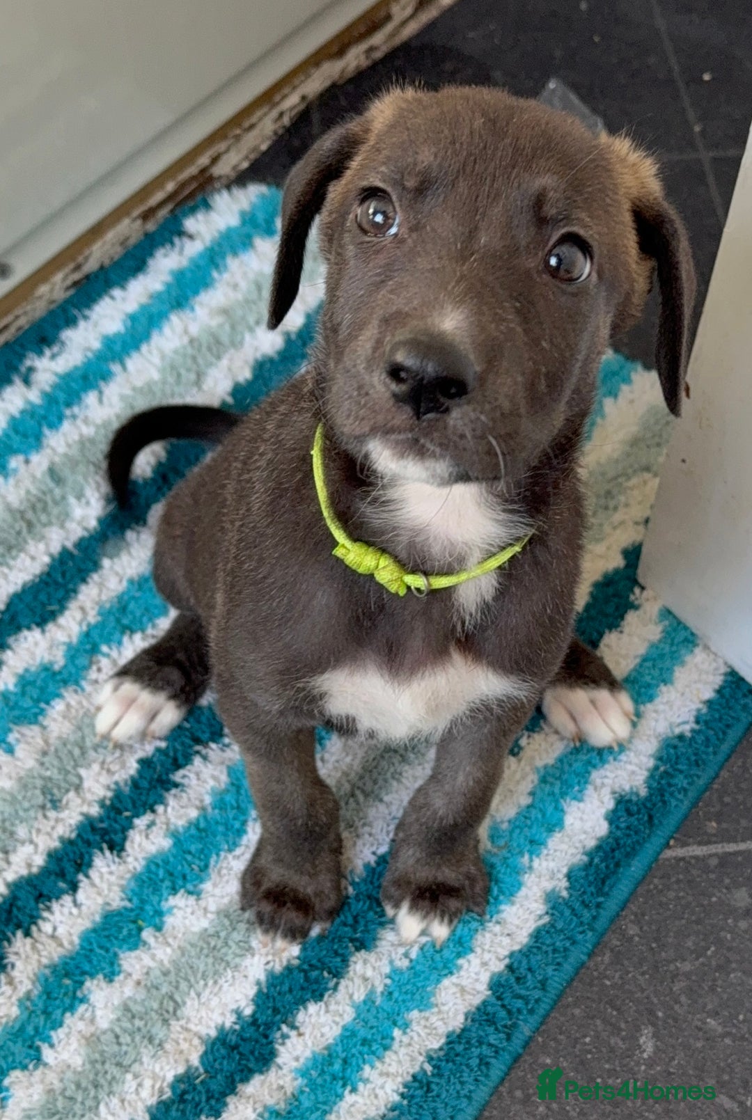 Mixed Breed dogs for sale: Great Dane X German Shepherd’s  - Image 23
