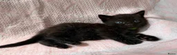 Mixed Breed cats for sale: 3 kittens  in Guisborough - Advert 4