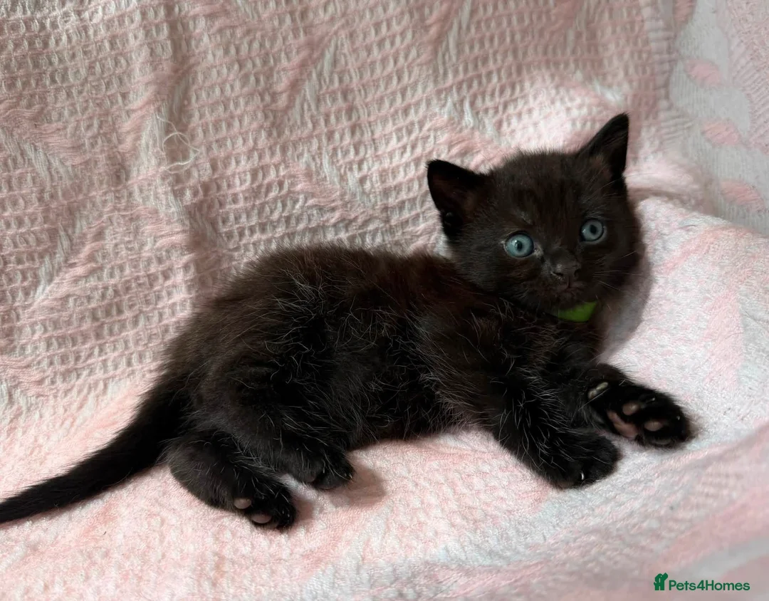 Mixed Breed cats for sale: 3 kittens  in Guisborough - Advert 4