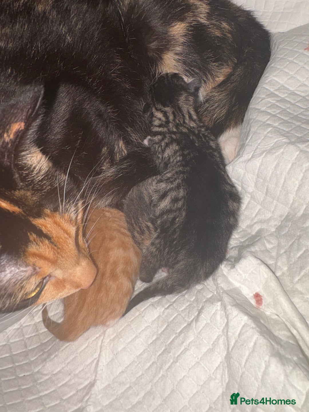 Mixed Breed cats for sale: Newborn kittens  - Advert 9