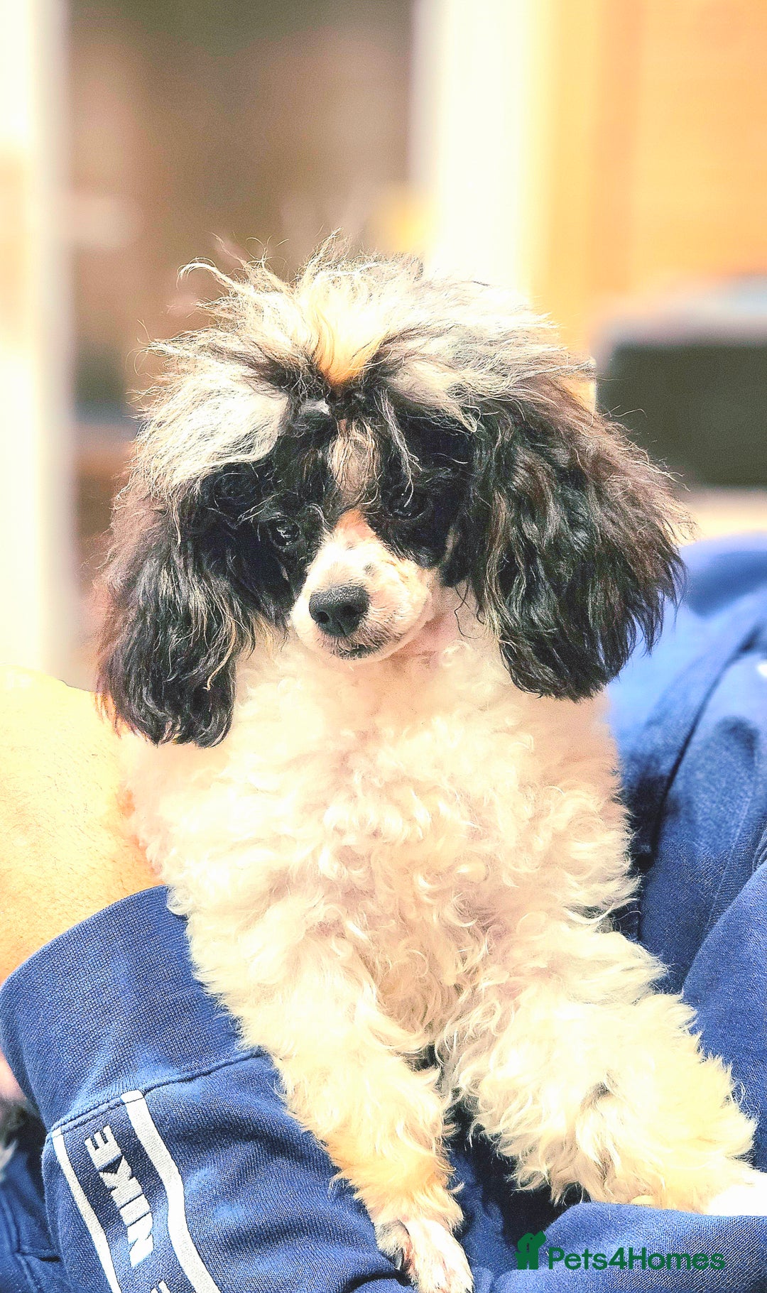 Toy Poodle dogs for stud: TINY KC PARTI TOY POODLE STUD HEALTH TESTED - Advert 2