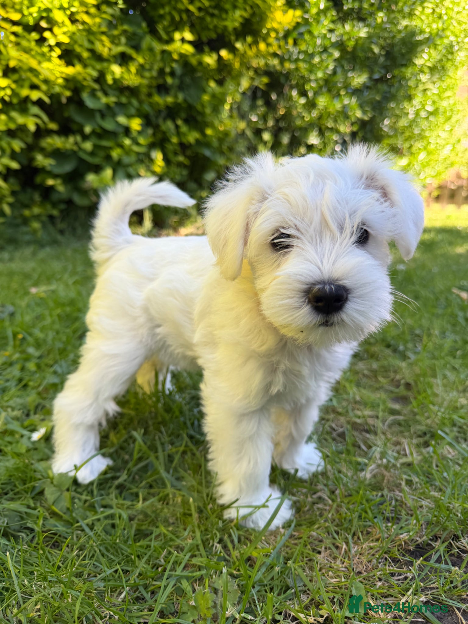 Miniature Schnauzer dogs for sale: Available: 🐾 3 Girls 🐾 2 Boys - Advert 31