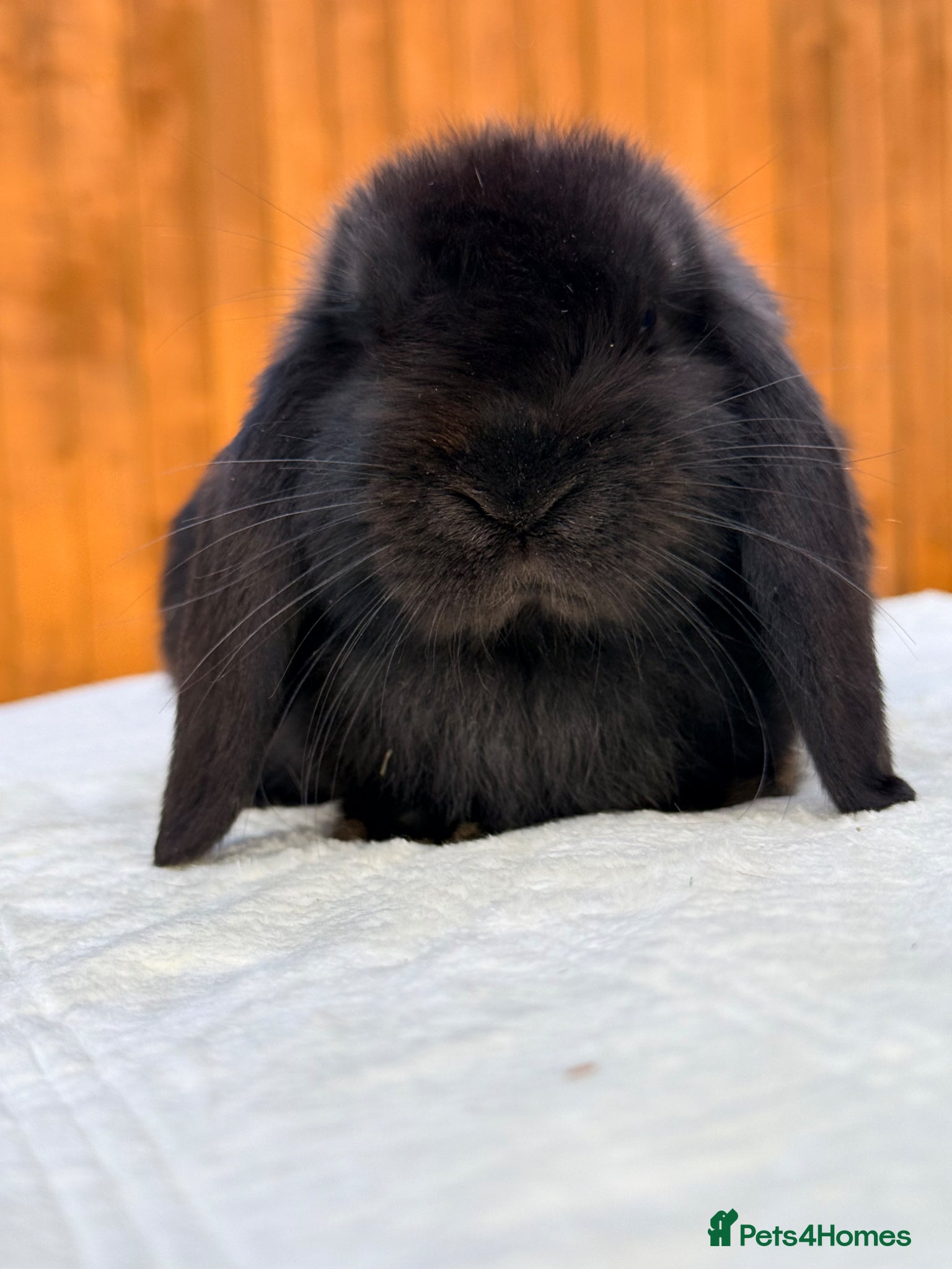 Mini Lop rabbits 3 left * Mini Lop babies Ready to go  - Advert 7