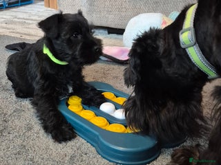 Miniature Schnauzer dogs - Advert 1