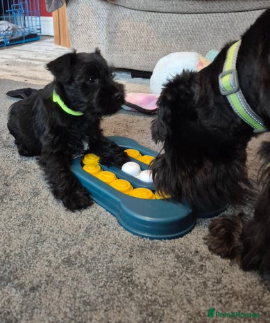 Miniature Schnauzer dogs - Advert 1