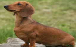 Dachshund dogs for sale: Dachshund puppy’s one boy and four girls  - Image 17