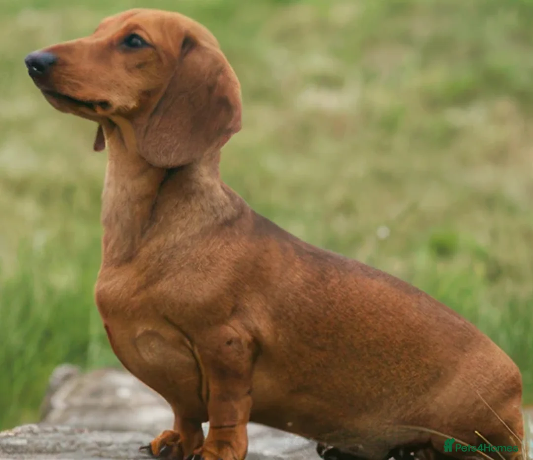 Dachshund dogs for sale: Dachshund puppy’s one boy and four girls  - Image 17