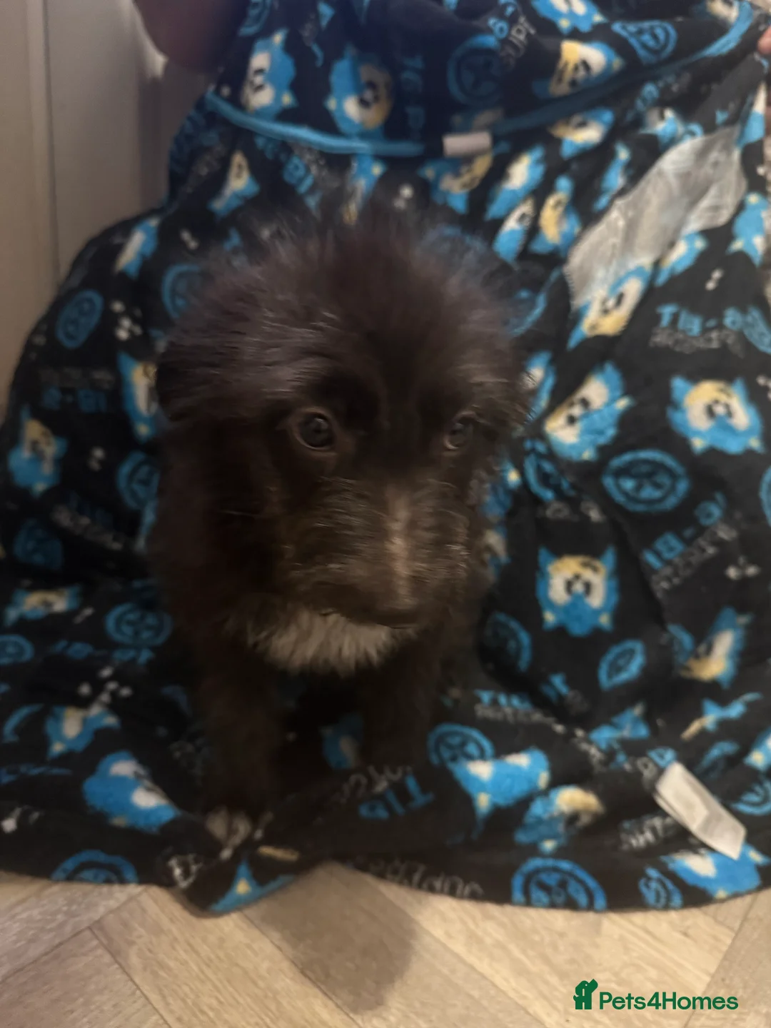 Mixed Breed dogs for sale: 6 Australian Shepherd X Springer x terrier puppies - Advert 7