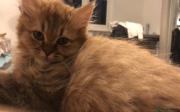 British Longhair cats for sale: READY NOW Tabby female Pedigree BLH - Image 20