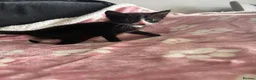 Domestic Shorthair cats for sale: Beautiful kittens 5* homes  - Advert 27