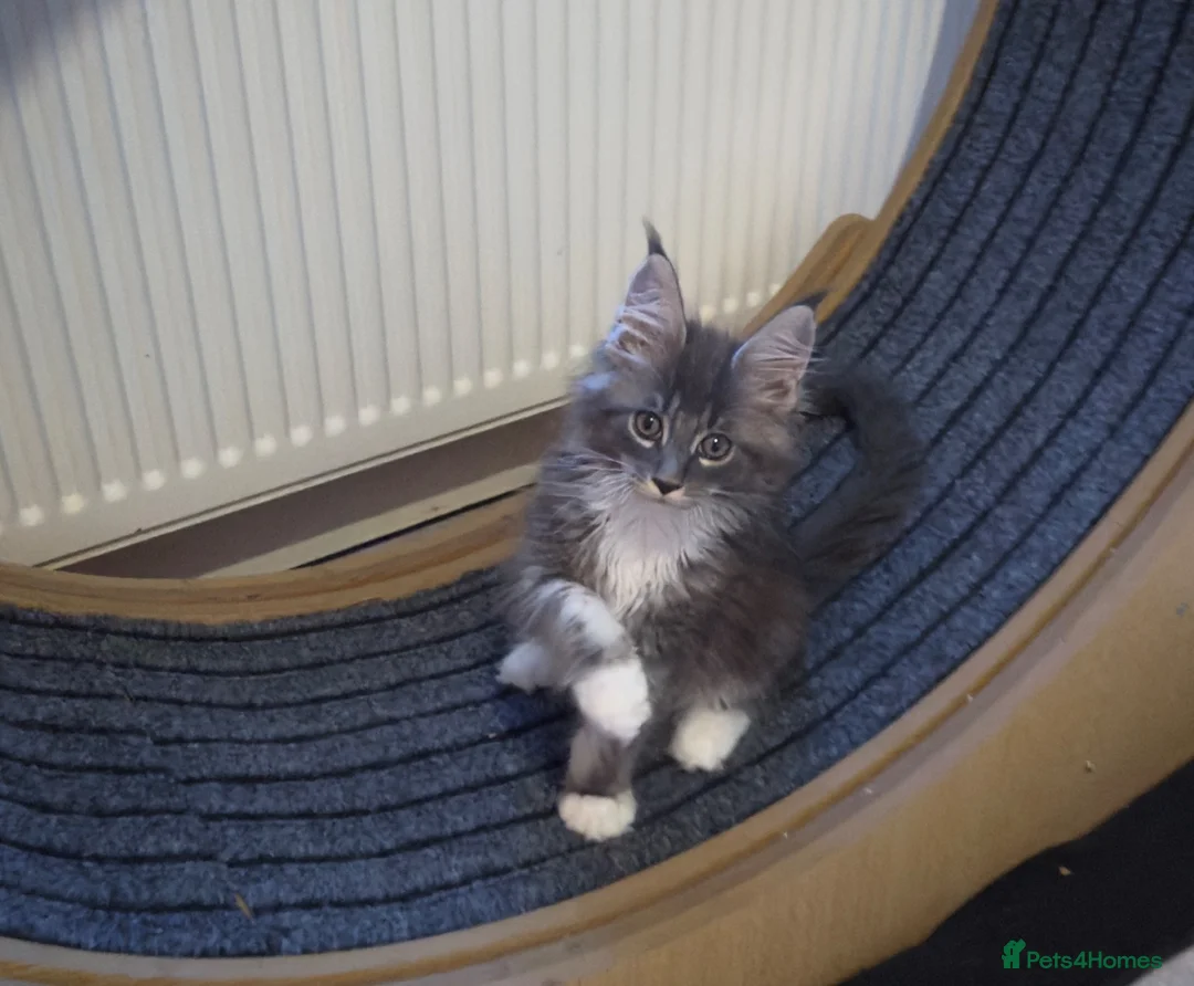 Maine Coon cats for sale: Licensed XXL Maine Coon kittens - Advert 2