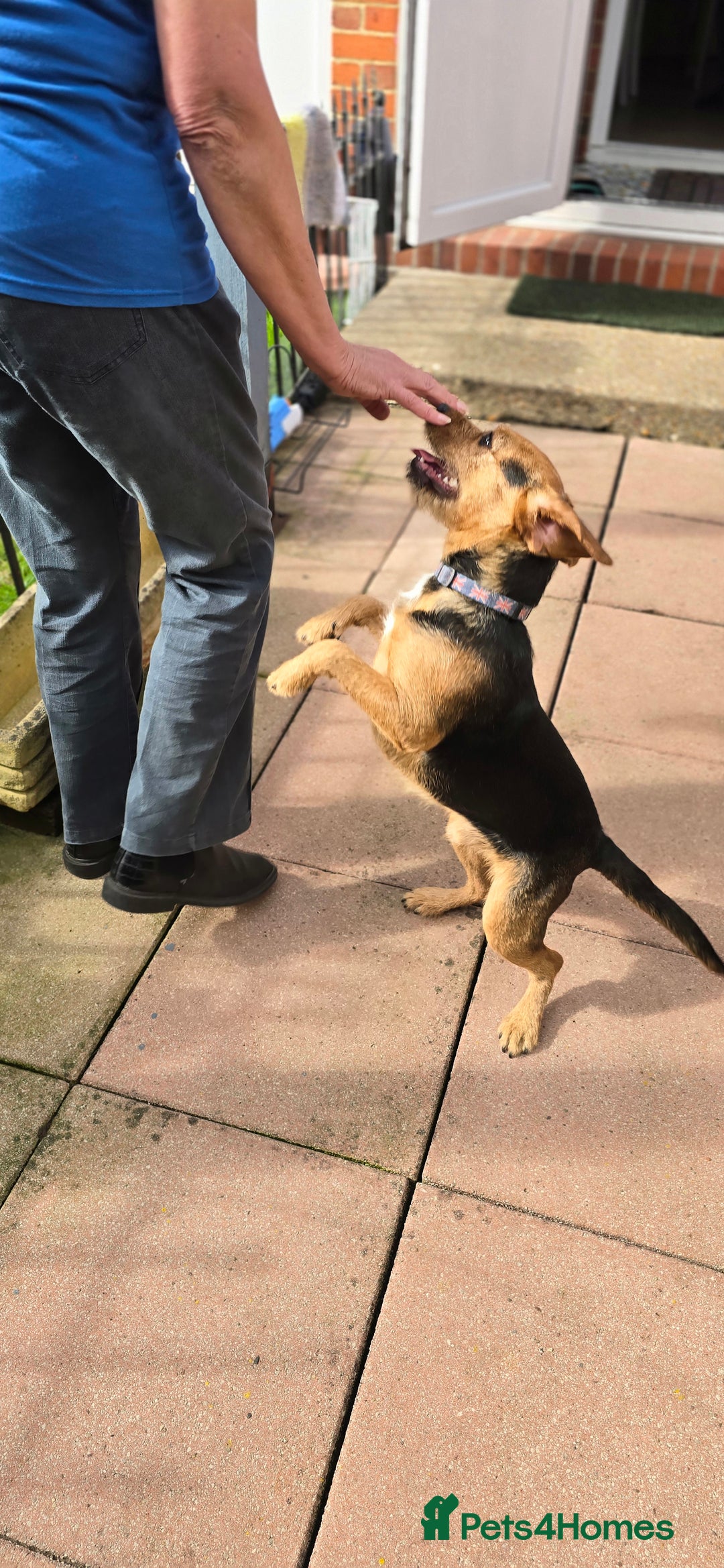 Mixed Breed dogs for adoption: Toby the Terrier - Image 14