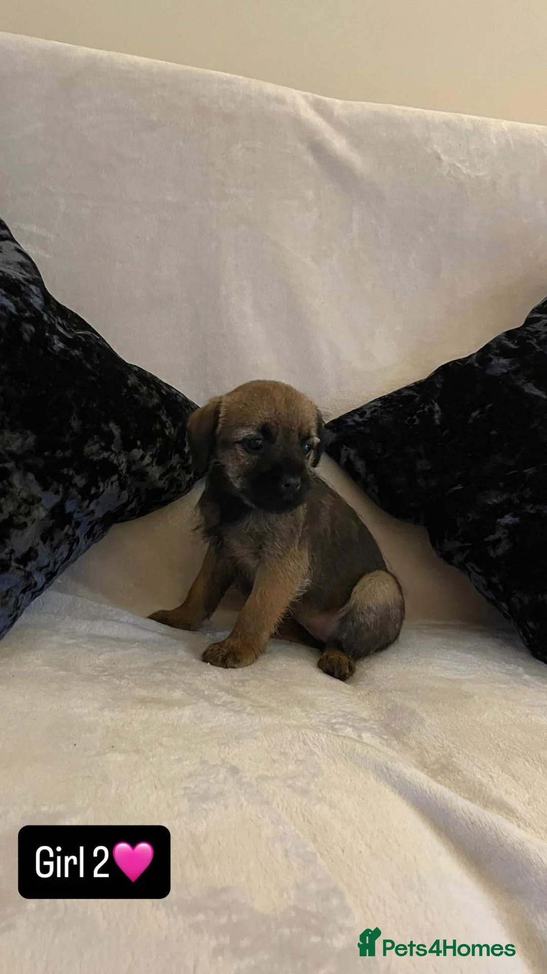 Border Terrier dogs for sale: Border terrier puppies - Advert 10