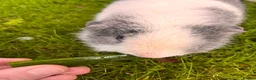Guinea Pig rodents for sale: 2 male Teddy guinea pigs - Advert 5