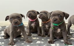 Staffordshire Bull Terrier dogs for sale: Beautiful Babies Ready to Leave  - Image 7