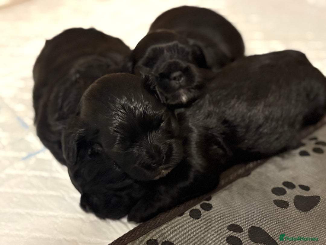 Shihpoo dogs for sale: Shipoo puppies, only 2 boys left  - Image 4