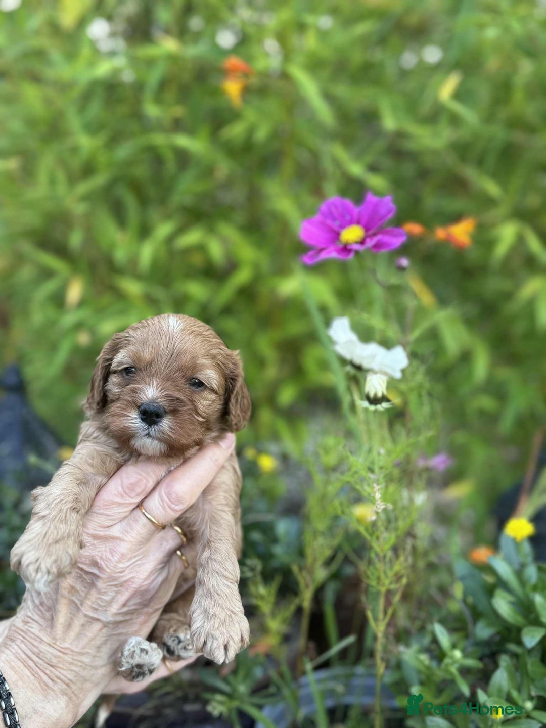 Cavapoo dogs for sale: Quality True mini Cavapoo Puppies in Eastleigh - Image 11