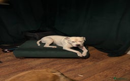 American Bulldog dogs for stud: Classic American bull 🇺🇸  - Image 6