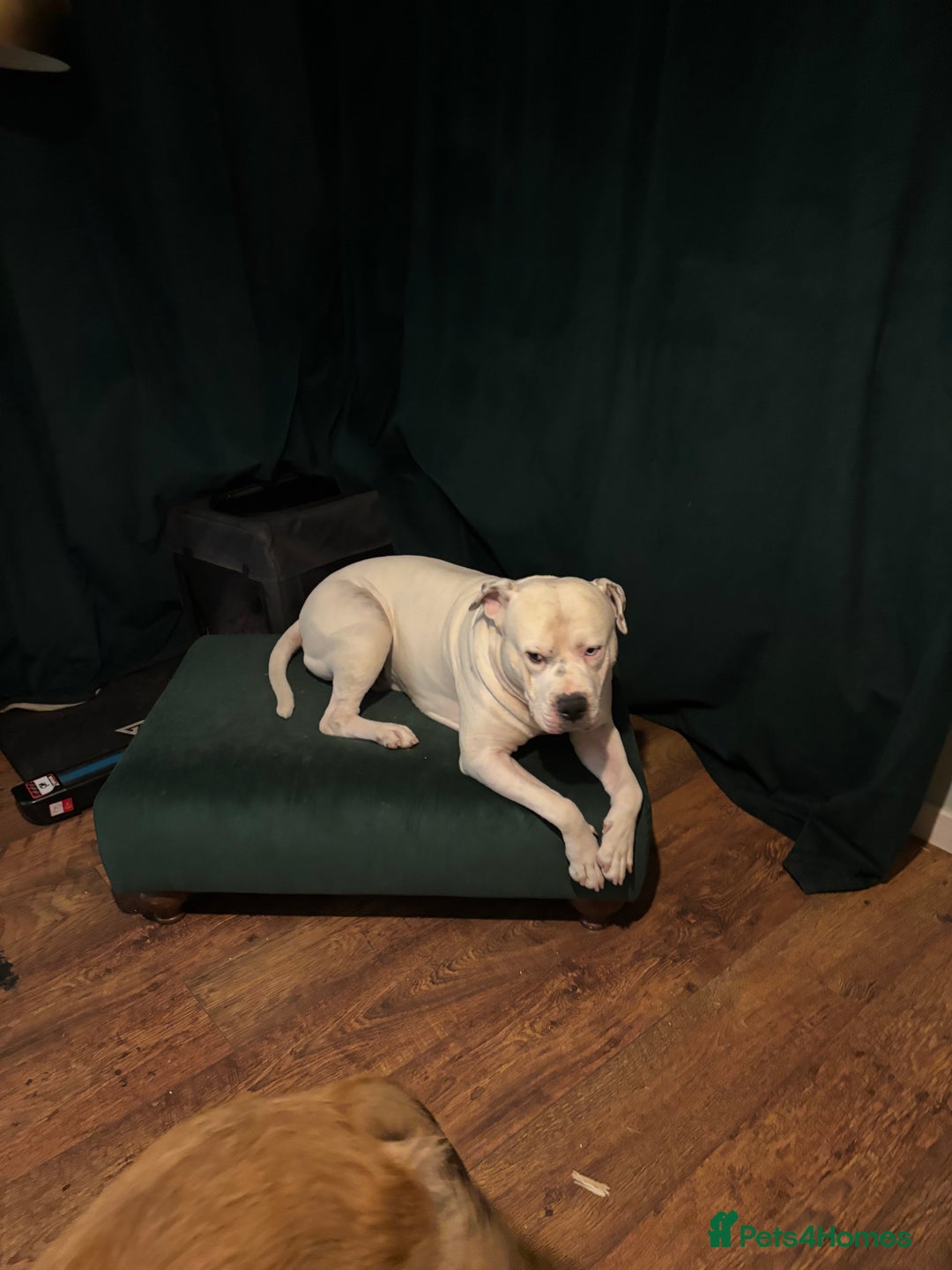 American Bulldog dogs for stud: Classic American bull 🇺🇸  - Image 6