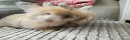 Angora rabbits for sale: English Angora Full Faced - Advert 5