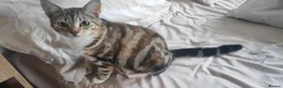 Mixed Breed cats for sale: Lovely kittens  - Advert 2