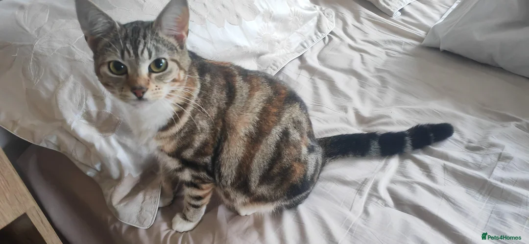 Mixed Breed cats for sale: Lovely kittens  - Advert 2