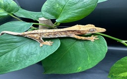Gecko reptiles for sale: Crested Gecko Hatchlings/Babies - Mixed Morphs  in Leicester - Image 5