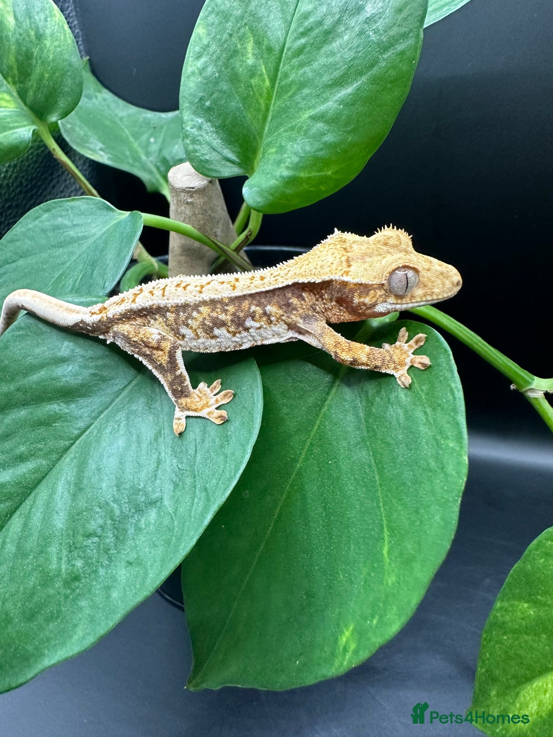 Gecko reptiles for sale: Crested Gecko Hatchlings/Babies - Mixed Morphs  in Leicester - Image 5
