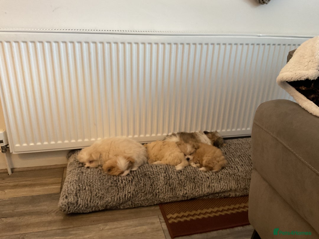 Mixed Breed dogs for sale: Malti-Pom Puppies - £1200 - Advert 28
