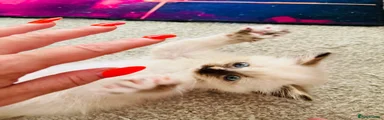 Siberian Kitten 5