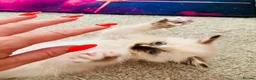 Siberian cats for sale: Hypoallergenic Siberian Neva Masquerade kittens - Advert 4
