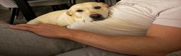 Labrador Retriever dogs for sale: 🐾 BELLA IS LOOKING FOR A NEW HOME🐾  - Advert 3