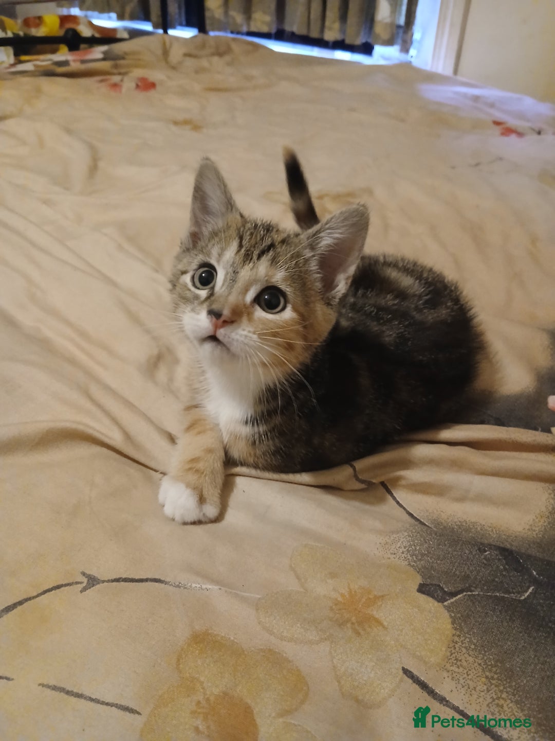 Mixed Breed cats for sale: Kittens for sale - Advert 13