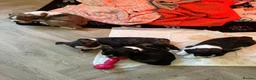 Mixed Breed dogs for sale: Boston terrier cross puppies - Advert 4