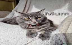 Maine Coon cats for sale: Beautiful fluffy Maine coon cross Kittens - Image 9
