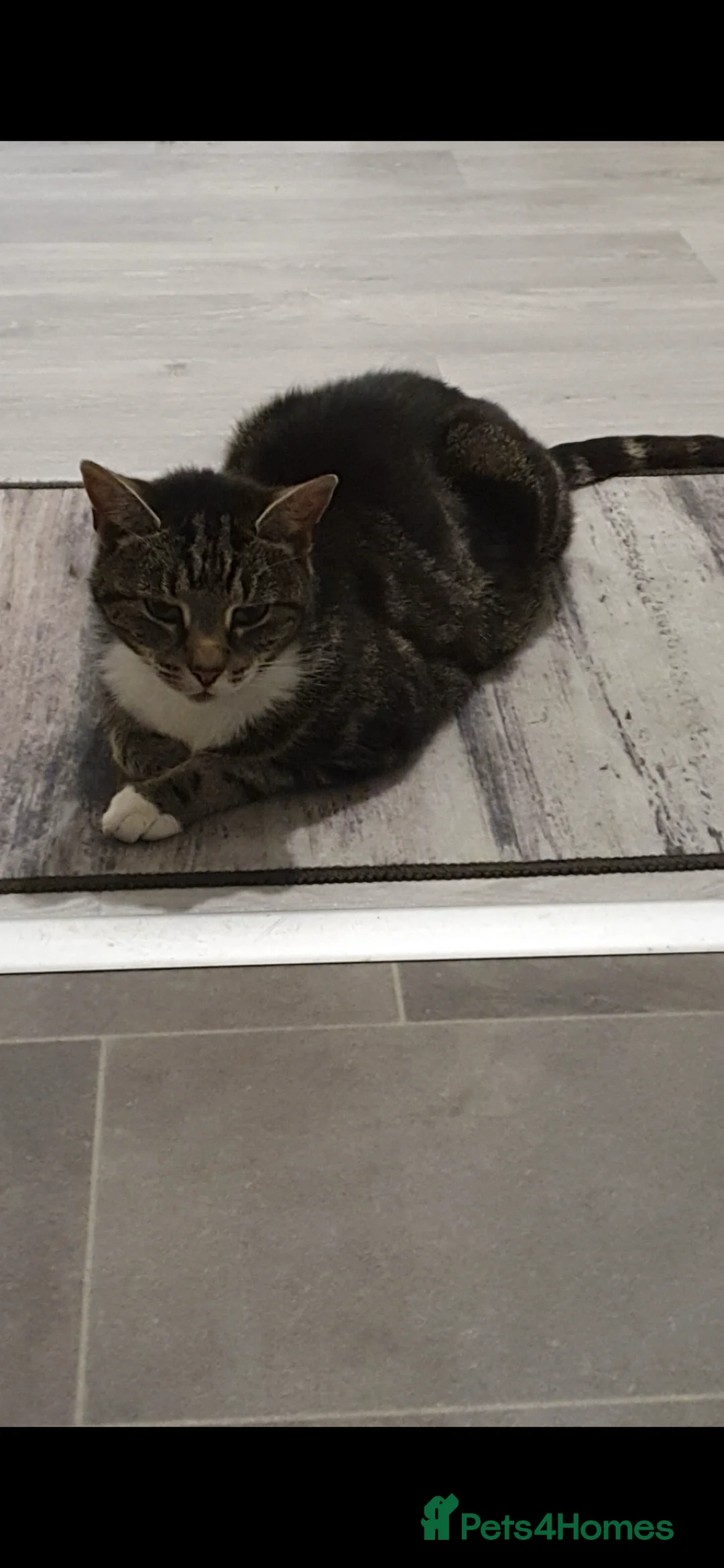 Domestic Shorthair cats for sale: BEREAVEMENT CASE: Two domestic shorthair FEMALE in Oldbury - Advert 3