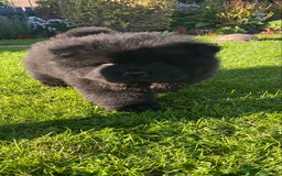 Chow Chow dogs for sale: Amazing chow chow puppies READY NOW  1 left  - Image 2