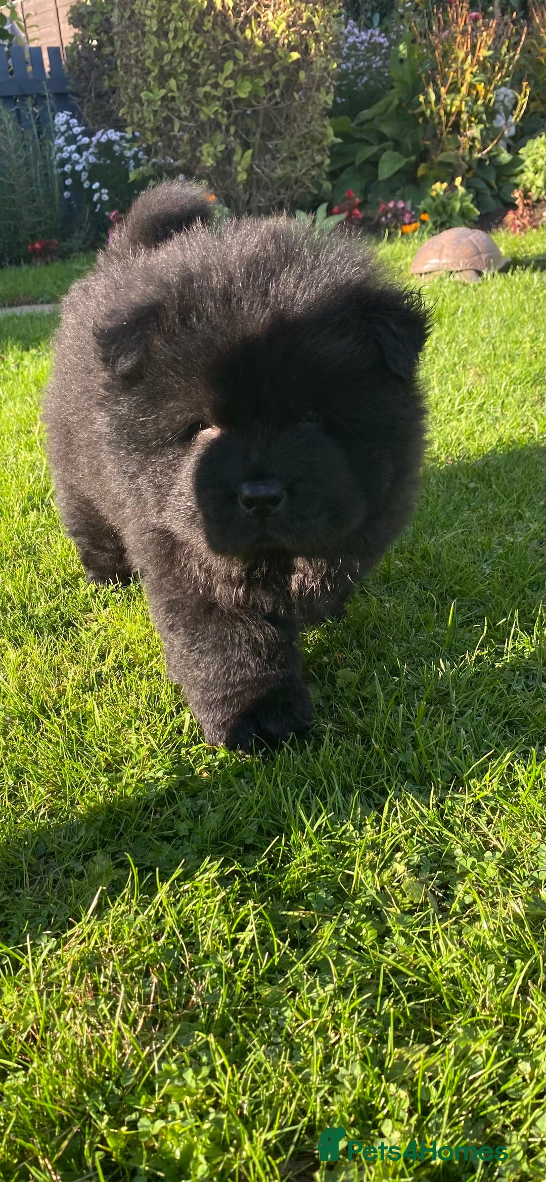 Chow Chow dogs for sale: Amazing chow chow puppies READY NOW  1 left  - Image 2