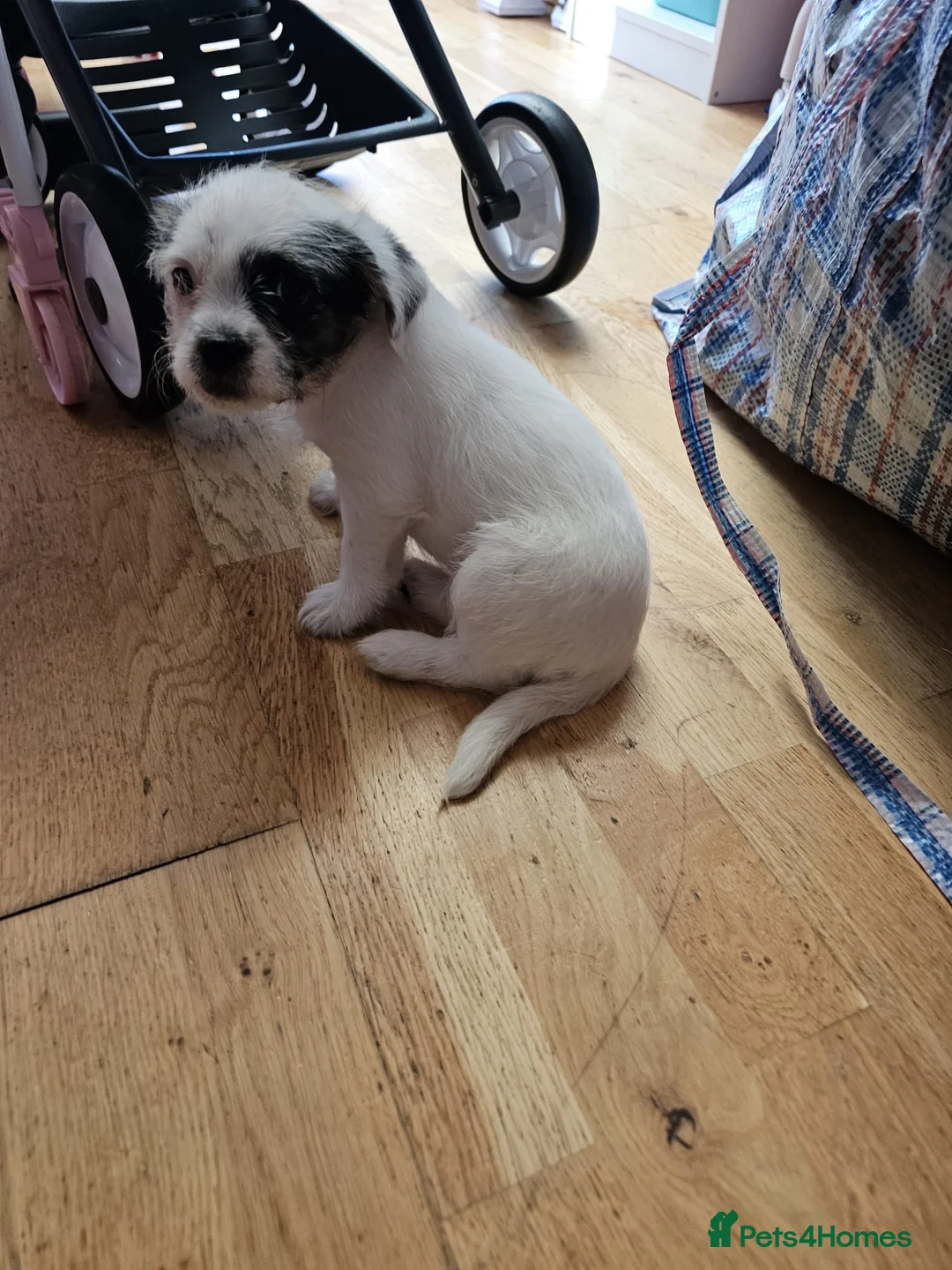 Mixed Breed dogs for sale: Shin tzu cross puppies - Advert 18