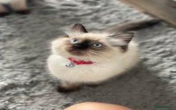 Ragdoll cats for sale: Beautiful Ragdoll kittens looking for forever home - Image 2