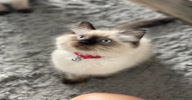 Ragdoll cats - Advert 7