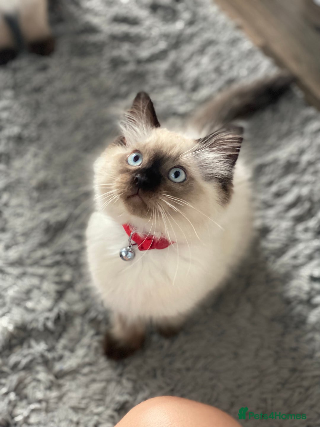 Ragdoll cats for sale: Beautiful Ragdoll kittens looking for forever home - Image 2