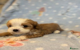 Cavapoo dogs for sale: Beautiful cavapoo pups from family home  - Advert 23